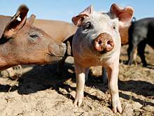 Женщина голыми руками поймала 22 свиньи