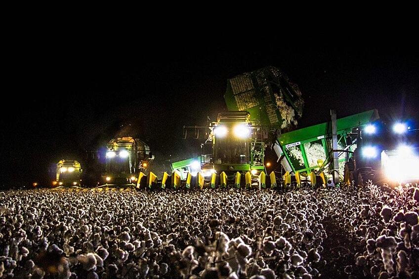 Эта огромная концертная толпа на самом деле сбор хлопка в ночное время.