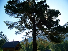 Трактор за 165 спиленных деревьев — приговор «чёрному лесорубу» на Алтае