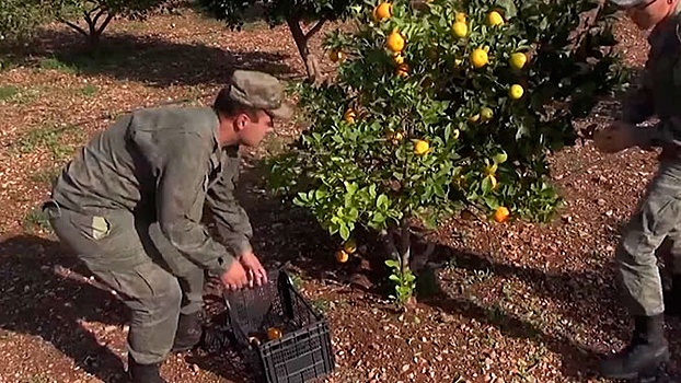 На территории базы Хмеймим в Сирии появилась своя апельсиновая роща