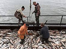 Астраханская рыба покоряет Кавказ: 32 тонны морепродуктов отправлены на экспорт в Грузию и Азербайджан