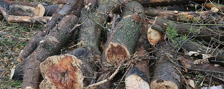 Власти Ижевска захотели отдать семьям бойцов СВО порубочные остатки аварийных деревьев