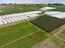 Какие вопросы аграрного сектора в эти дни на контроле у Лукашенко