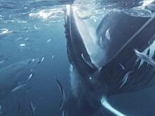 Дайвер оказался на пути у утоляющего голод горбатого кита