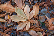 Опавшая листва — защита для животных и растений зимой