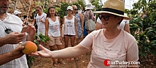 Российские туристы посещают плантацию манго в Газипаше
