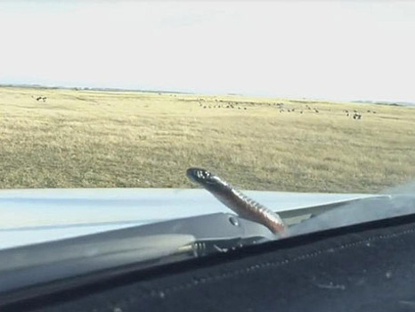Шокированная от высокой скорости змея на капоте перепугала водителя: видео