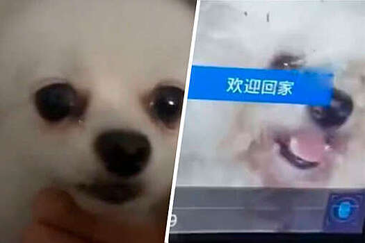 В Китае собака вернулась домой после шестилетнего отсутствия