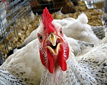 Птичья инфляция:цены на курятину выросли за месяц на 22 процента