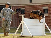 США отправили в Иорданию служебных собак. На псов больно смотреть, ведь про уход там не слышали