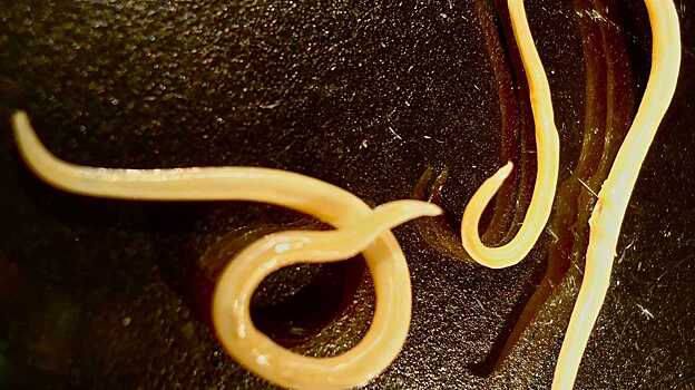 Ученые обнаружили сходства между чувством страха млекопитающих и червей-нематод