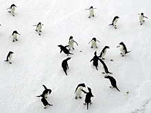 Туристам предложили 12-часовые туры в Антарктику