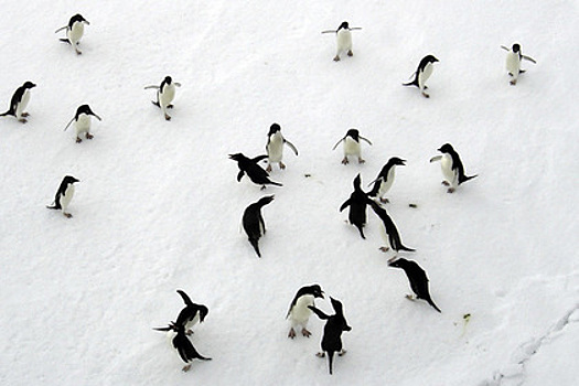 Туристам предложили 12-часовые туры в Антарктику