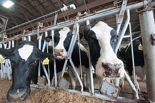 Новая российская кормовая добавка снизит выработку метана коровами