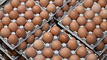 В России обнулили пошлины на ввоз яиц из-за рубежа