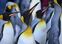 Новый смертельный вирус обнаружили у пингвинов вблизи Антарктиды