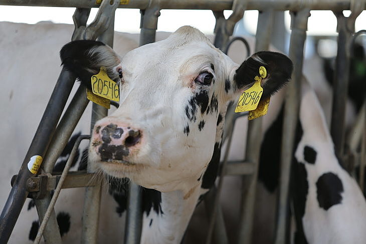 Пензенские животноводческие предприятия в пятерке лучших в стране по росту молочной продуктивности