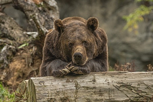 Суд оставил в силе решение об изъятии медведей у дрессировщиков в Новосибирске