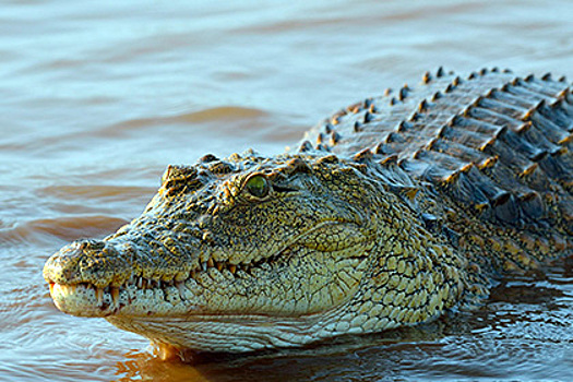 Крокодил откусил туристу ногу в Африке