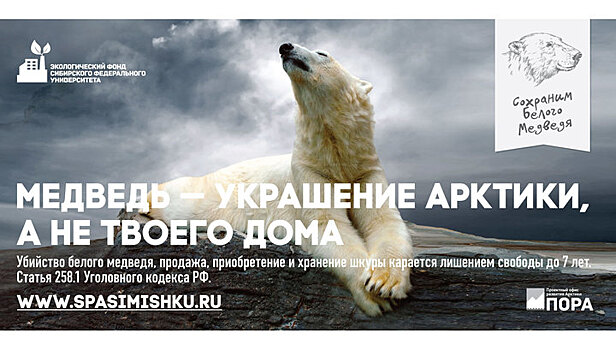 На Таймыре стартовала кампания в защиту белых медведей