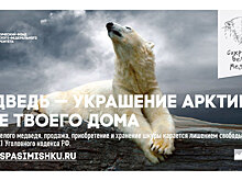 На Таймыре стартовала кампания в защиту белых медведей