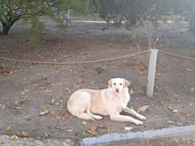 В Волгограде судят обвиняемого в убийстве собаки