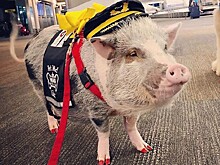 Зачем русскую свинью наняли на работу в аэропорт США