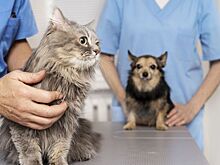 В Ростовской области пройдет льготная стерилизация питомцев