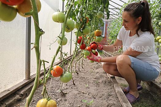 Как правильно выращивать томаты