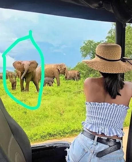 Инстаграмерша добавила фотошопом слонов на свой снимок из Шри-Ланки. Но вот беда — слоны оказались африканскими.