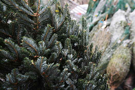 Более 400 елочных базаров откроются в Подмосковье