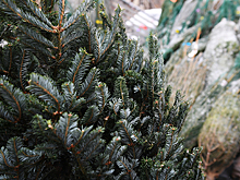 Более 400 елочных базаров откроются в Подмосковье