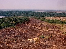 Ученные доказали, что фермеры разрушают леса Амазонки в Колумбии активнее наркобаронов