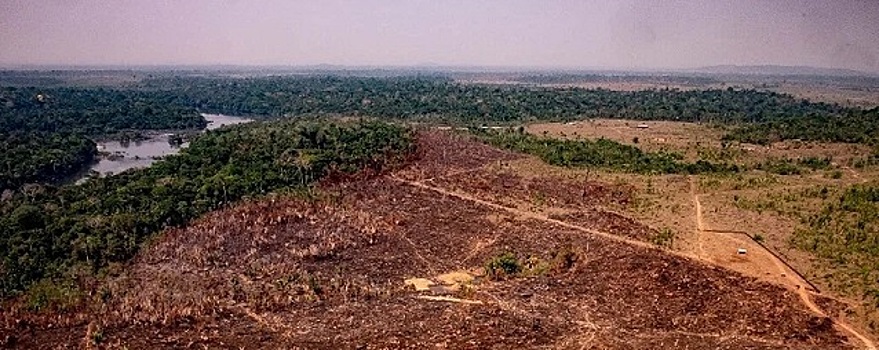 Ученные доказали, что фермеры разрушают леса Амазонки в Колумбии активнее наркобаронов
