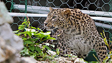 В Абхазии поймали леопарда из Сочинского питомника
