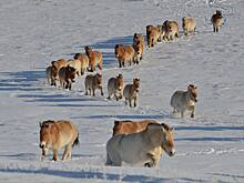 30 жеребят Пржевальского родились в Оренбургском заповеднике в 2025 году