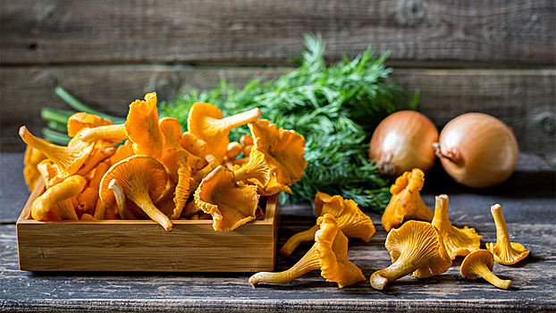 Что приготовить из лисичек и почему они лучше шампиньонов