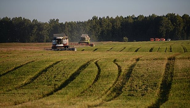 Минсельхоз РФ прогнозирует рост урожайности