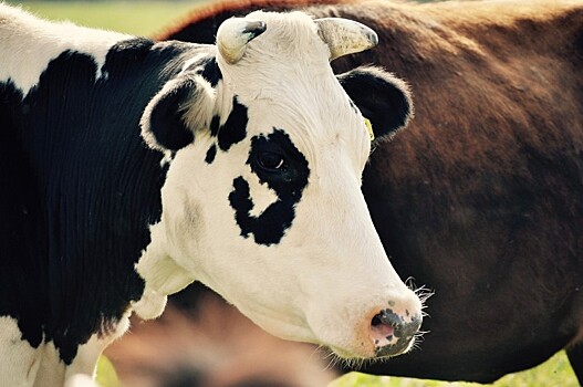 Запутанная история: девять лет пенсионерка доказывает ветслужбам, что её коровы не опасны