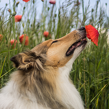 Ах, этот запах!