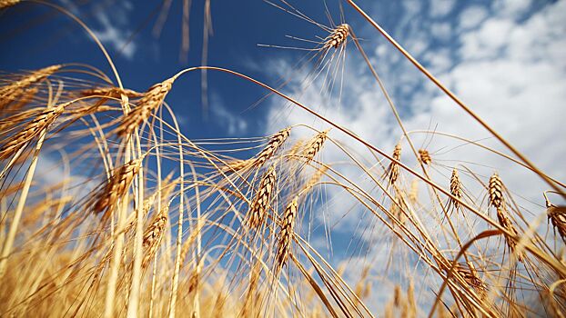 Стоимость пшеницы в Европе побила рекорд