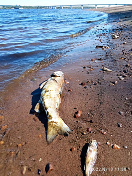 В Перми берег реки завален мертвой рыбой