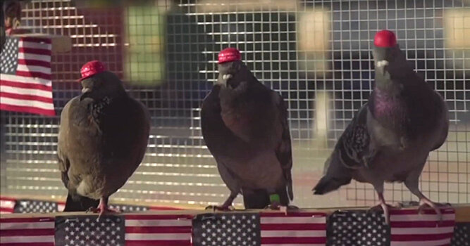 Newsweek (США): голубей в кепках «Вернем Америке былое величие» и с прической Трампа выпустили над Лас-Вегасом