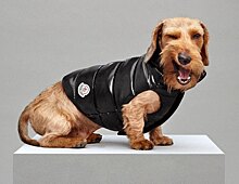 Не только же нам спасаться от холодов в пуховиках: Moncler представили коллекцию для собак!