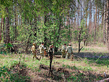 Рослесозащита: 4,7 тыс. га новосибирского леса находится в плохом состоянии