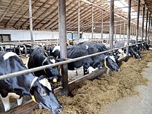 Кировская область вновь заняла 4 место в России по уровню реализации молока