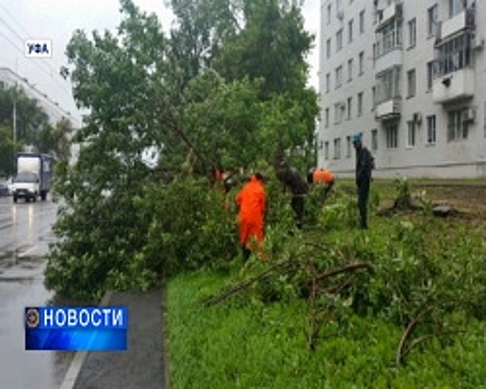 В Уфе деревья не выдерживают проверку непогодой