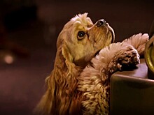 Появились свежие кадры из игровой версии "Леди и Бродяги"