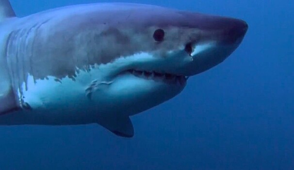 Ученые выявили связь между фазами Луны и нападением акул