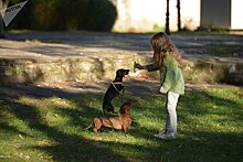 Счастливая находка: абхазские собаки на ПМЖ в Европе